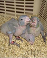 Птенцы Конголезских попугаев